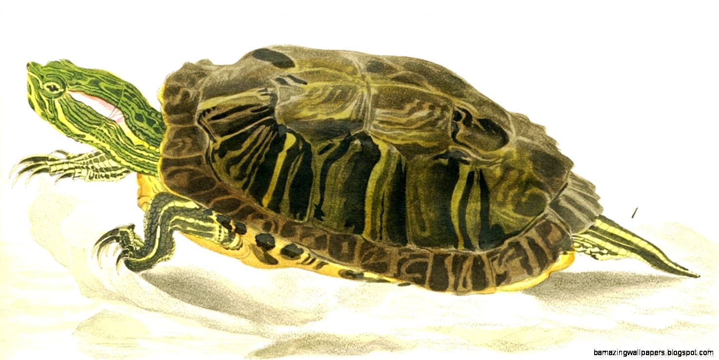 Animal Reptile Turtle Green German Vintageprintable Animal Reptile Turtle Green German Vintageprintable