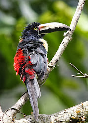 COLLARED ARACARI