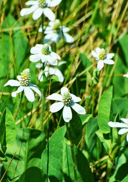 Yerba Mansa Anemopsis californica_7189