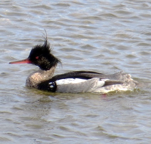 Red-breasted Merganser