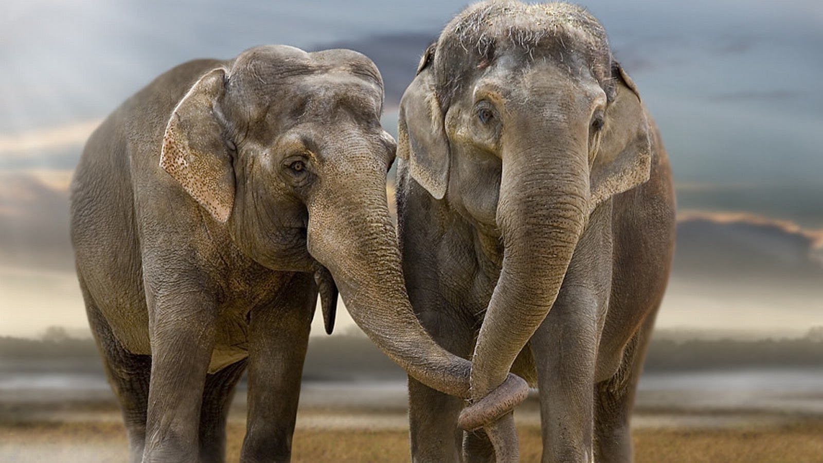 Animals Wallpapers HD: Elephant Wallpapers HD