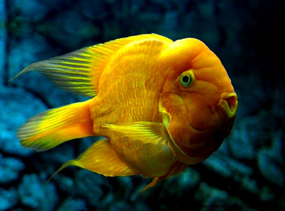 Beautiful Yellow Fish Beautiful Yellow Fish