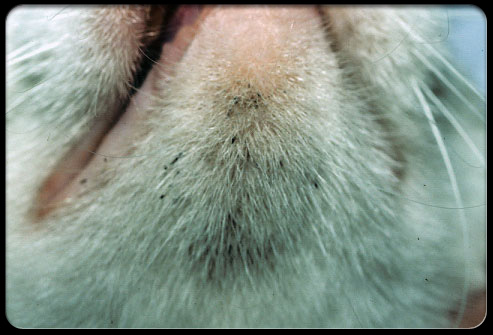 Cats Paws Getting Dirty Cats Paws Getting Dirty