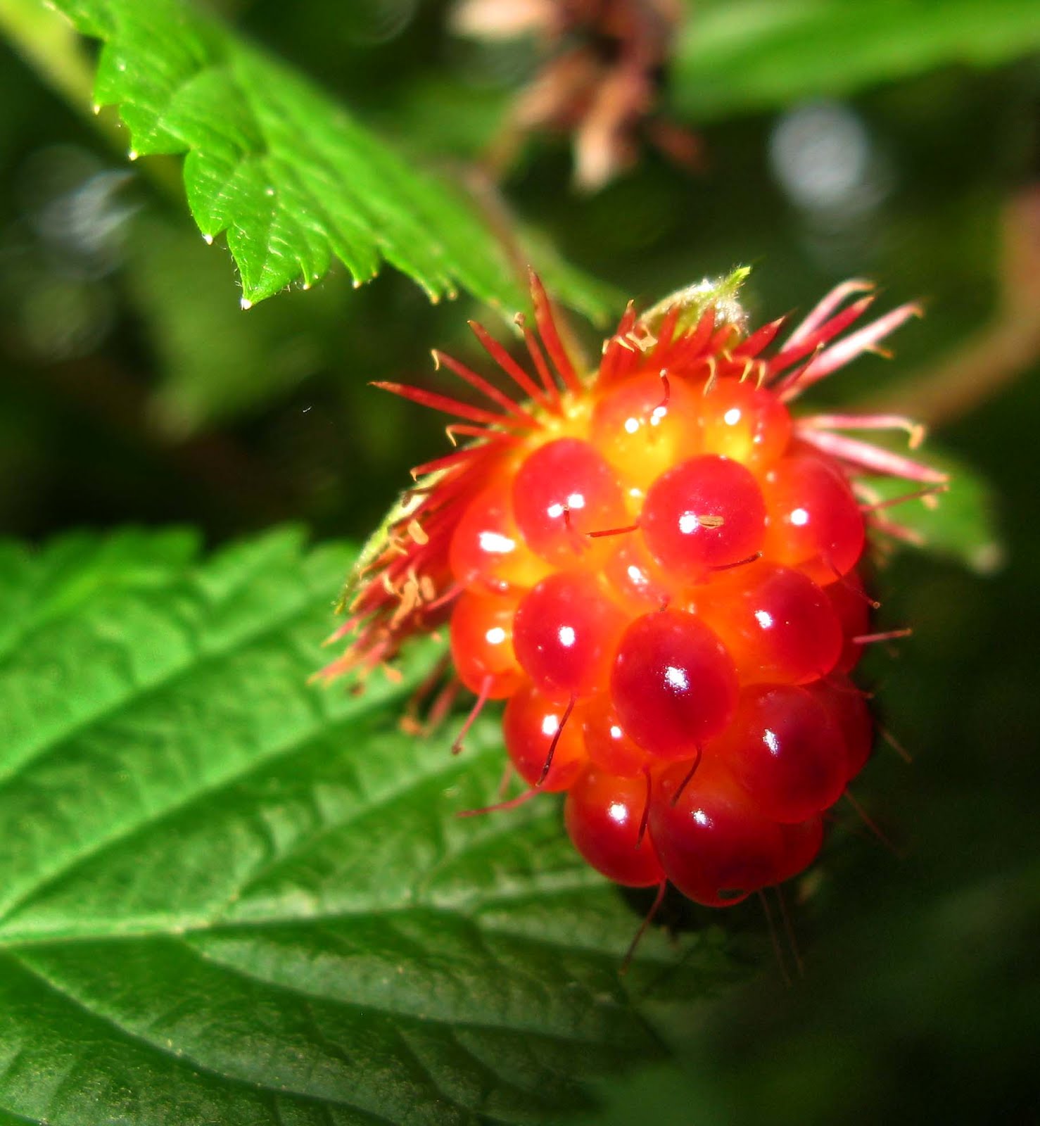 The Tower of Babel Exotic Fruits (Engl) (IT) (Esp)