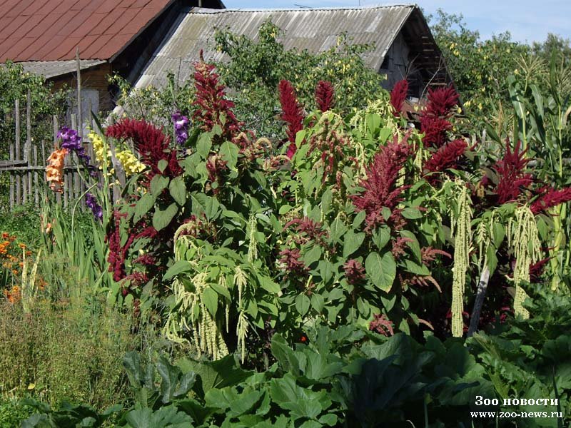 Центр научно-технической информации библиотек филиал РЖД, информационная служб