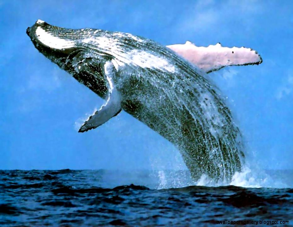 Blue Whale Blue Whale