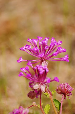 Large-fruited Sand Verbena Abronia macrocarpa