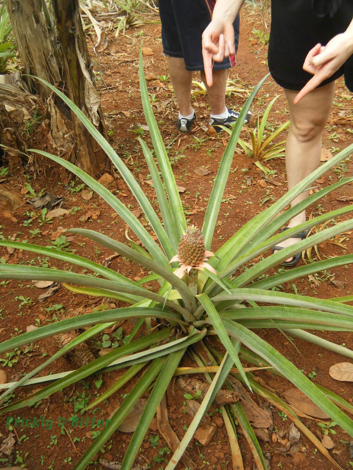Prickly and Bitter Pineapples don't grow on trees!