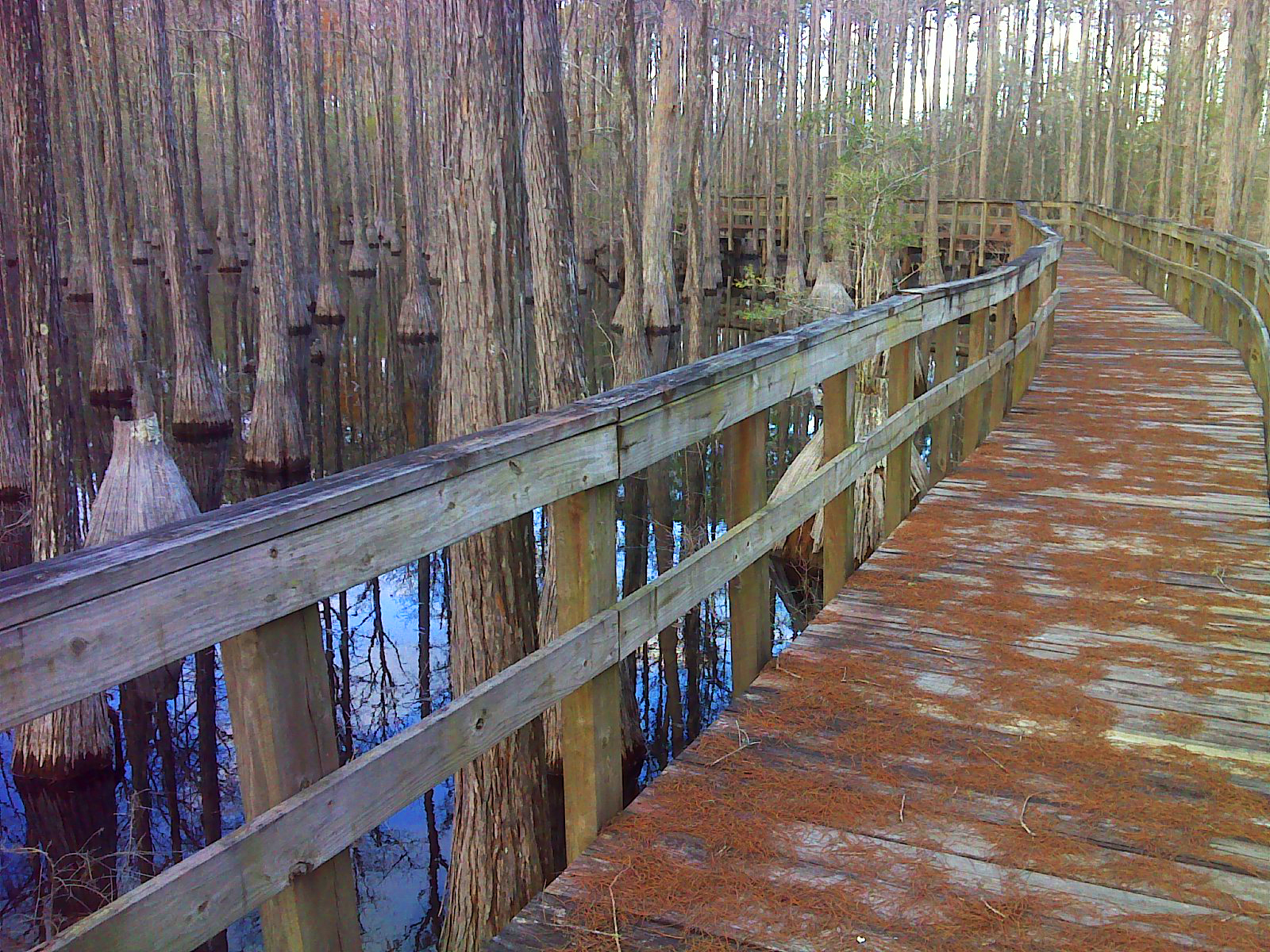 Heart and Sole The many wonders of Pine Log State Forest