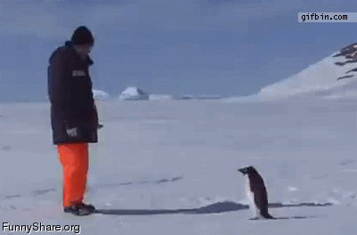 Animal+Attack+Gifs+(10).gif