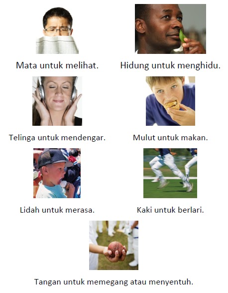 Bahagian Tubuh Manusia