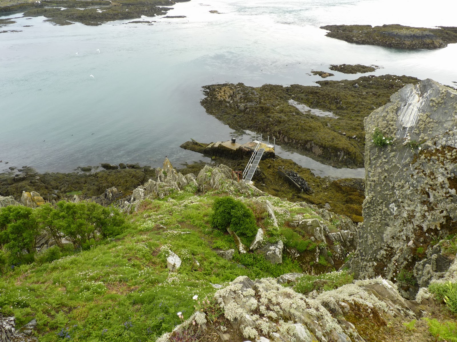 Birding For Pleasure WEEKEND REFLECTIONS Copeland Island Trip in May