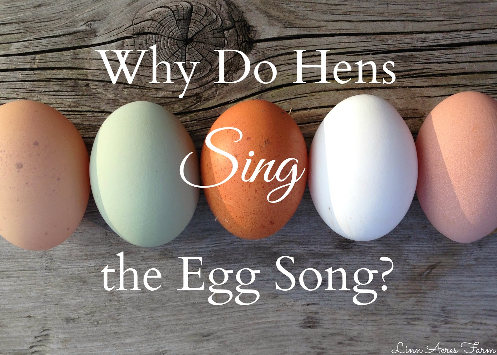 Linn Acres Farm: Why do Hens Sing the Egg Song?