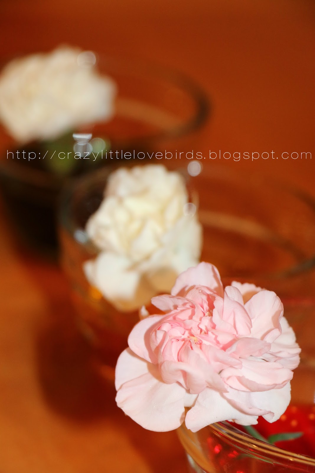 Crazylittlelovebirds Color changing Carnations.