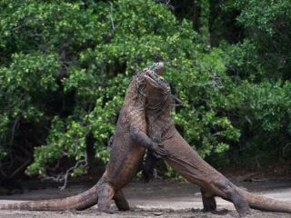 komodo one of new7 wonders of the nature of the world