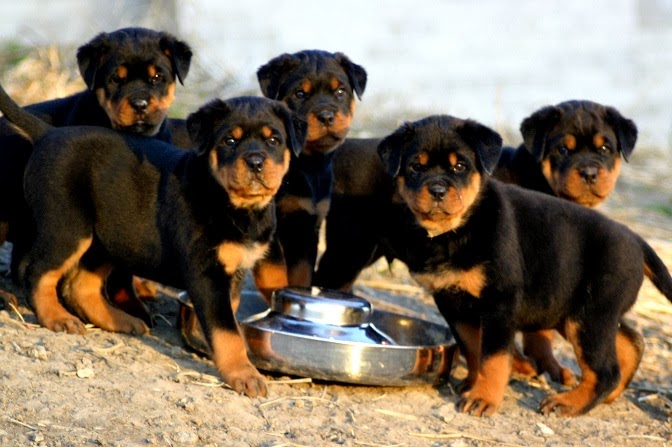rottweiler markings rottweiler world rottweiler markings rottweiler world