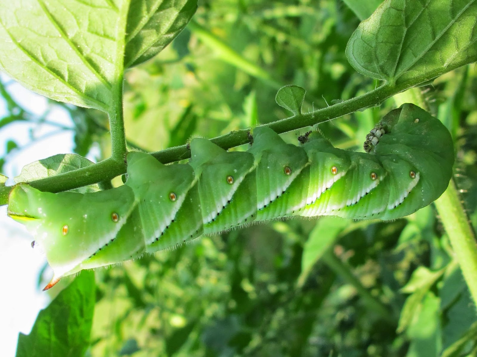 blue hornworm for bearded dragon
