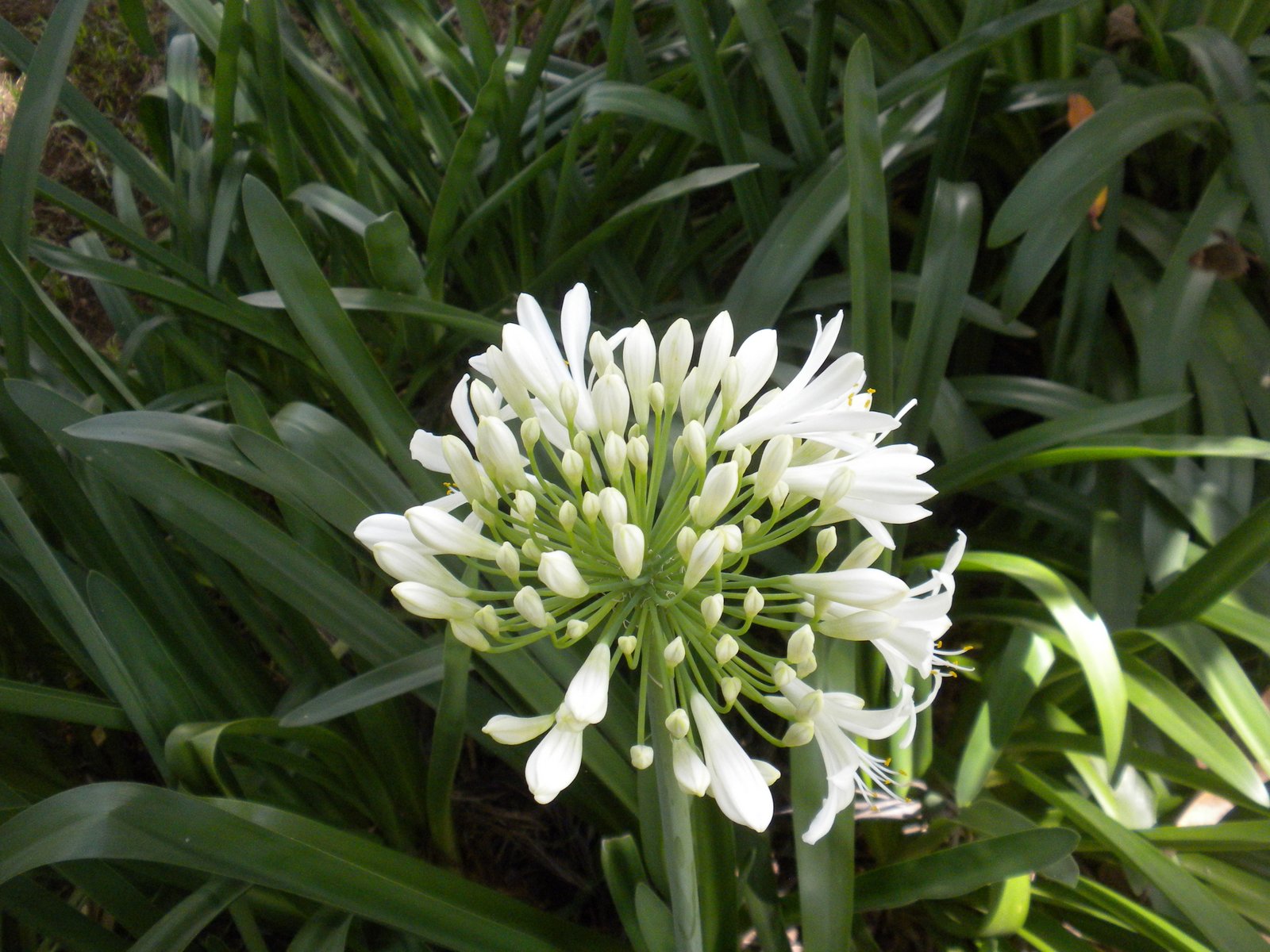 Sonnenbergs In Tanzania Sending you a bouquet of flowers from Tanzania