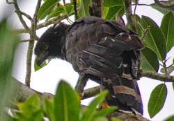 BLACK HAWK EAGLE