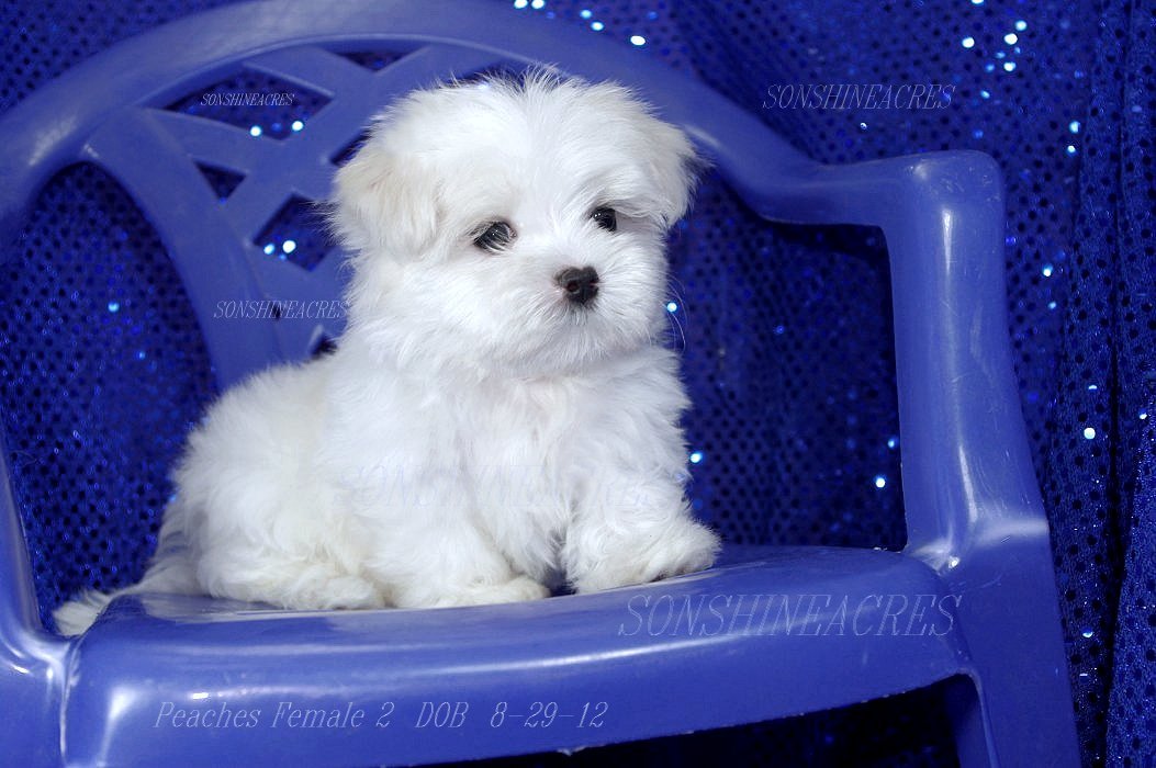 sweet puppies small sweet puppies sweet puppies small sweet puppies