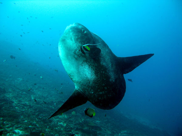 Ikan Mola