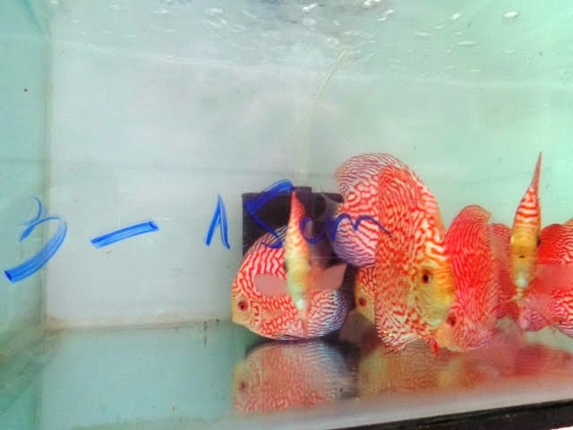 Red pigeon discus