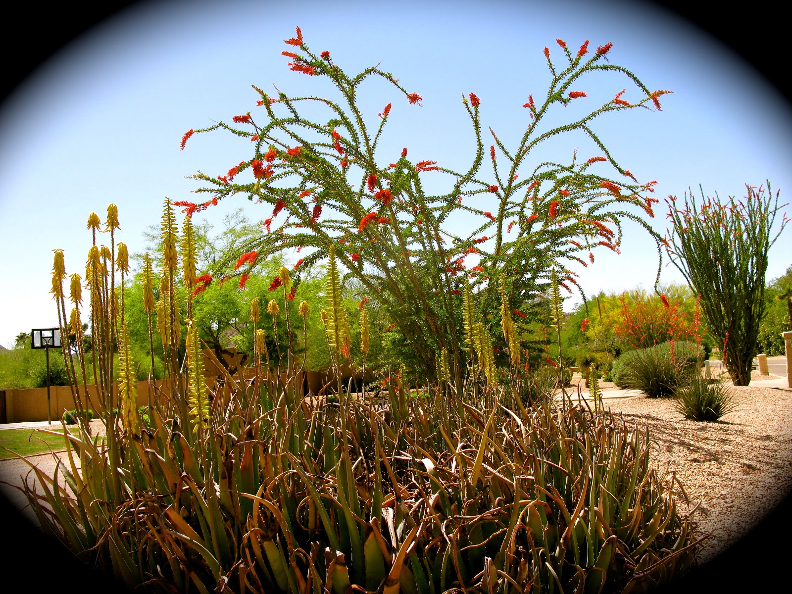 Cactus Chronicles ODE TO THE OCOTILLO