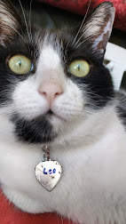 Curtir á pagina do gato LEO do blog?