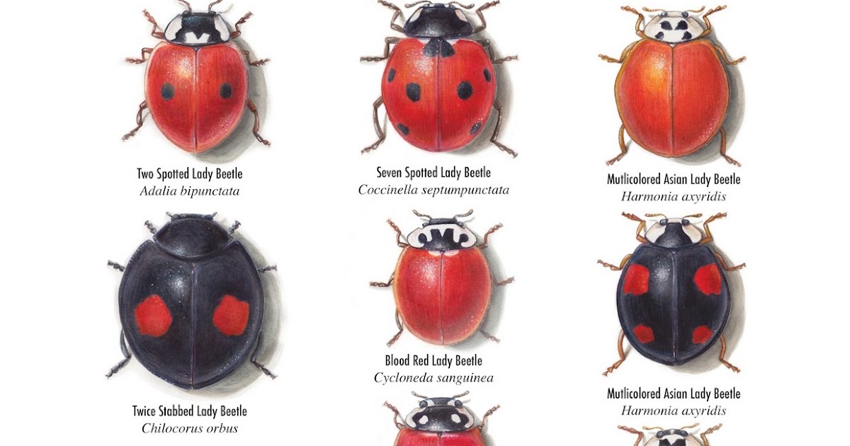 paper of curiosities Ladybugs in LA!