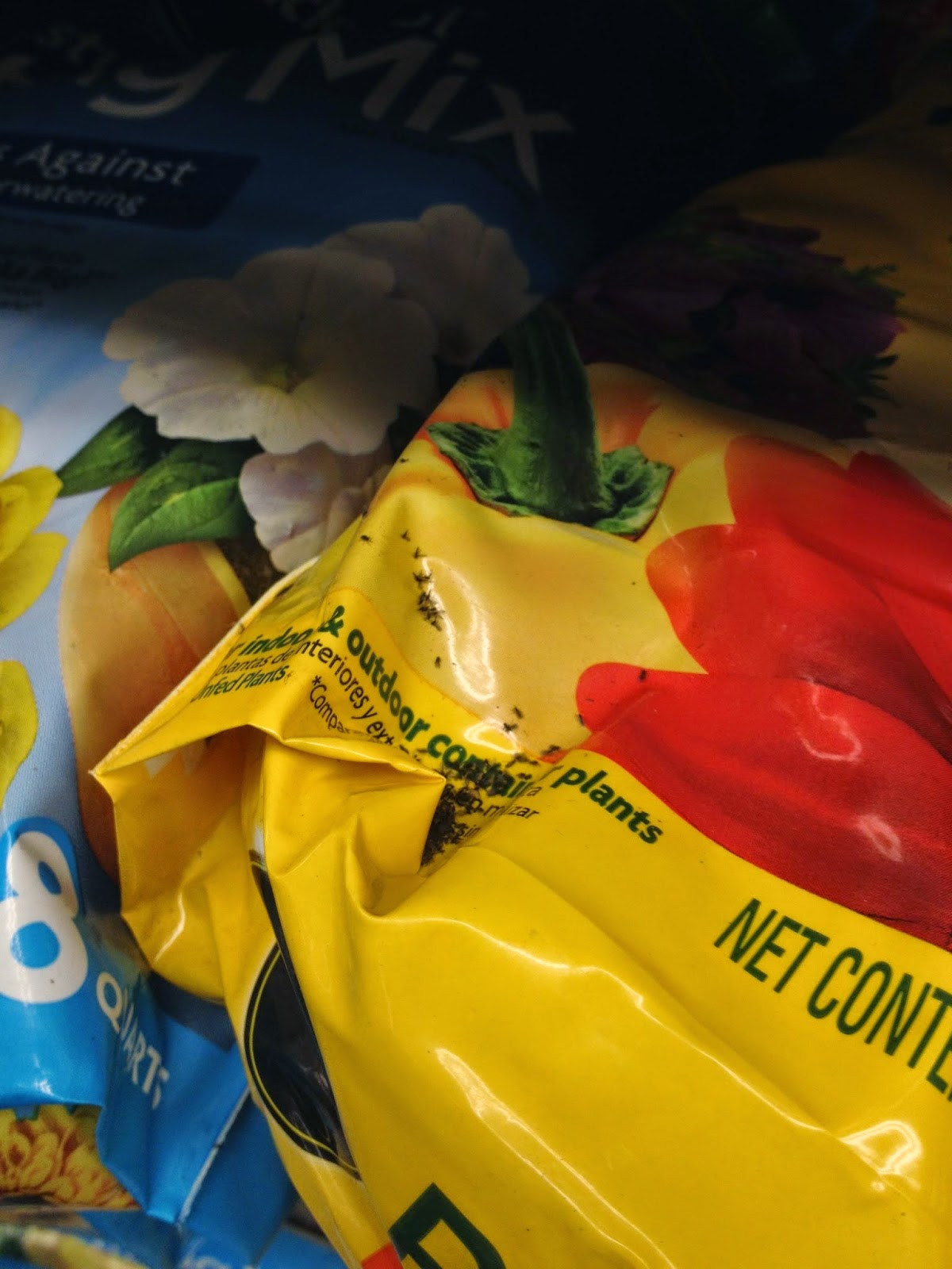 Getting rid of Fungus Gnats with Drying Out Soil, Cinnamon, Sticky