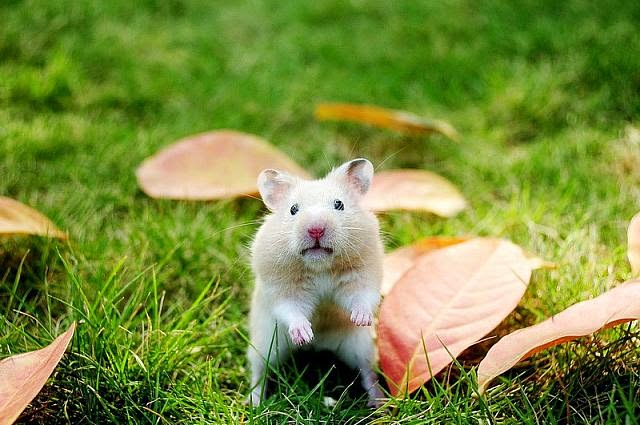 Cute and funny pictures of hamsters 2-7