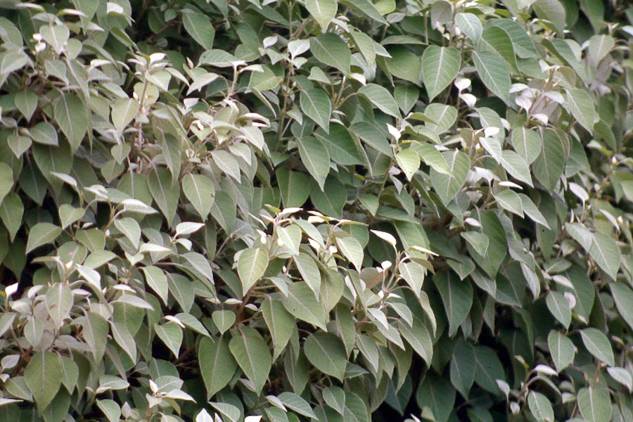Hawaii Horticulture Hawaiian Plants as Hedges