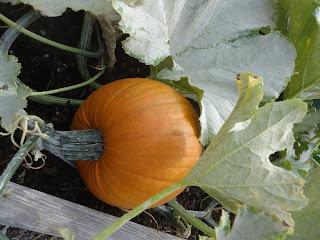 Look what's growing in the Ladner community garden