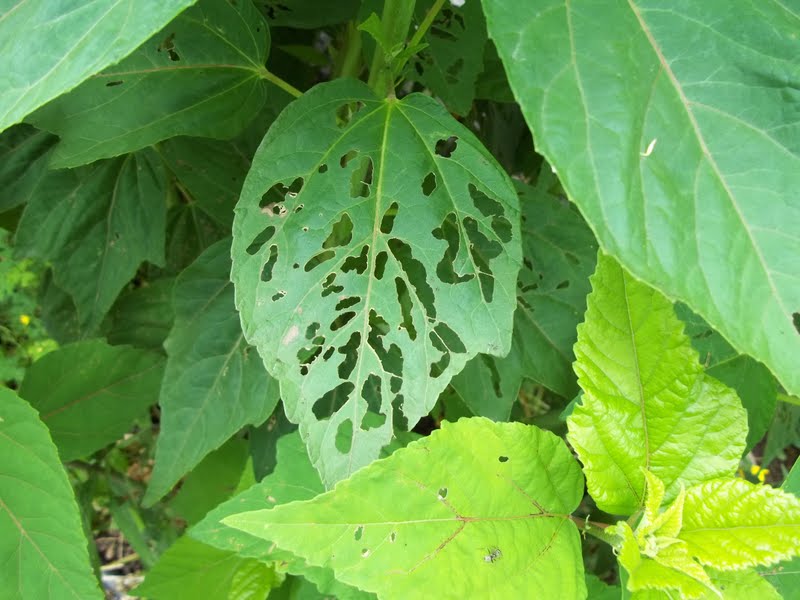 Glory's Garden Someone's been eating my hibiscus leaves!