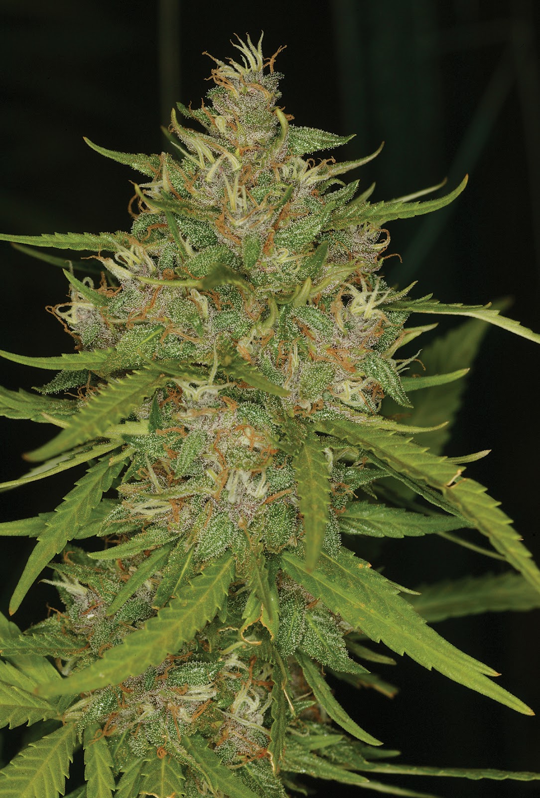 The Hemperor�s New Clothes. The Wonder Plant; Hemp and