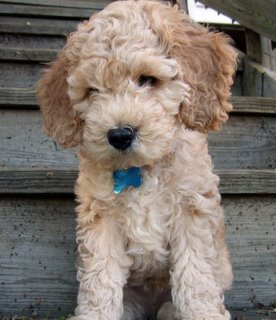 Cockapoo Puppies on Cockapoo Puppy Pictures   Puppy Pictures And Information