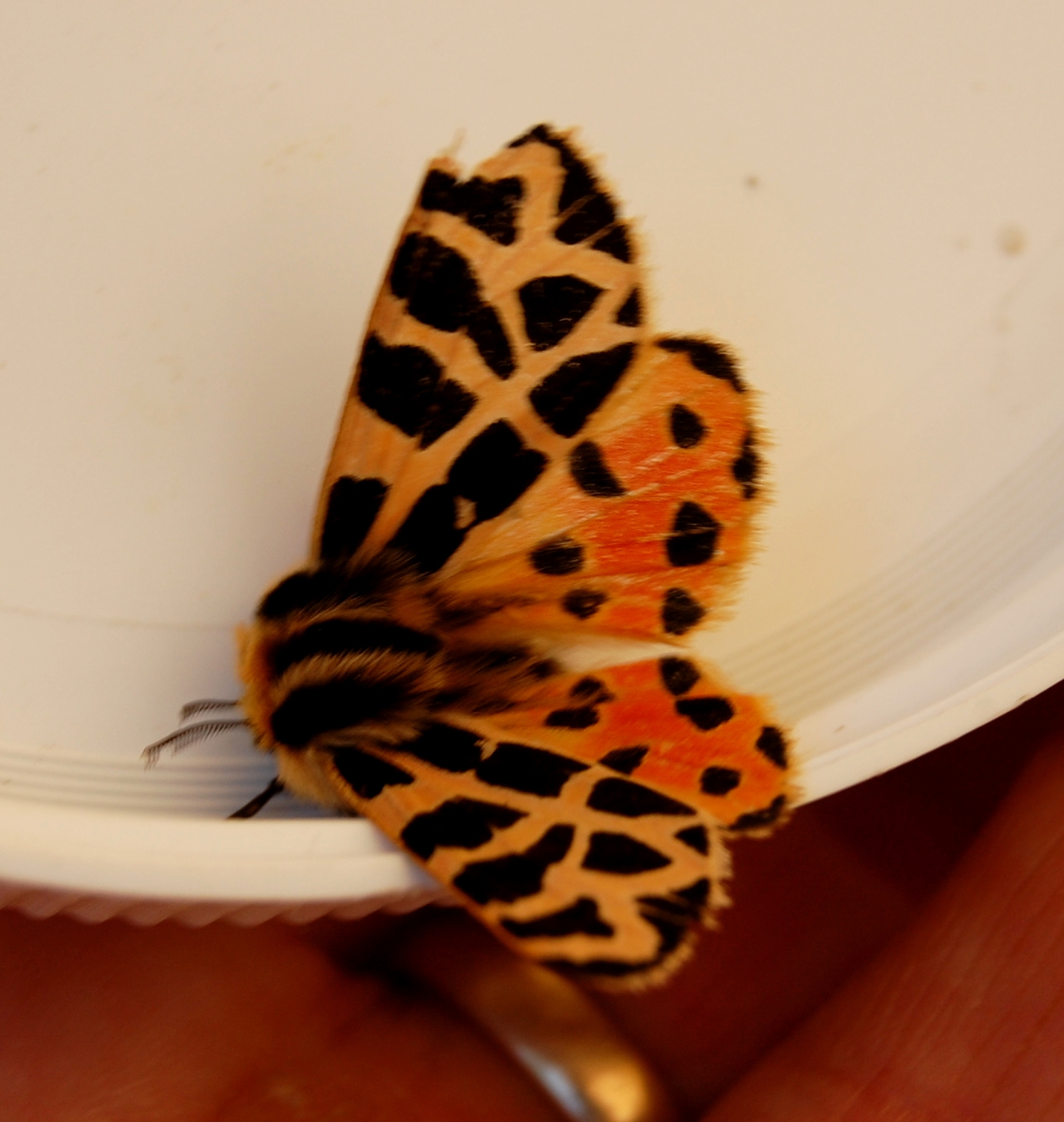 Mexican Tiger Moth