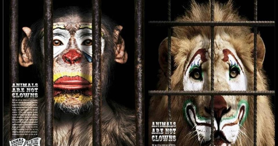 Animals 4Ever Animals in Entertainment