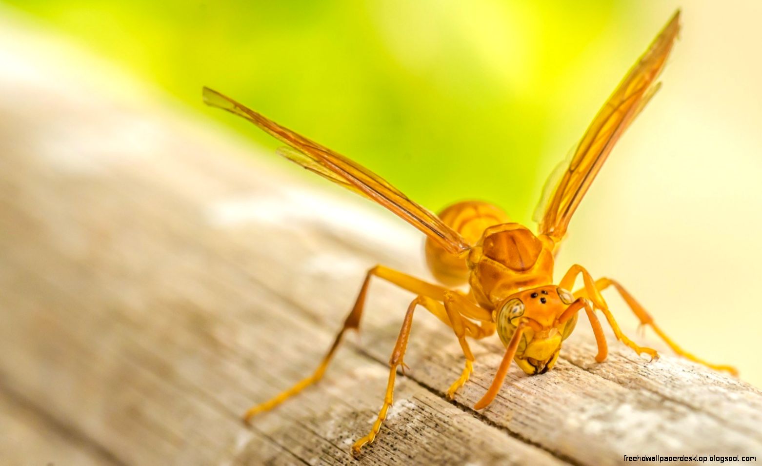 Yellow Wasps Insects Yellow Wasps Insects