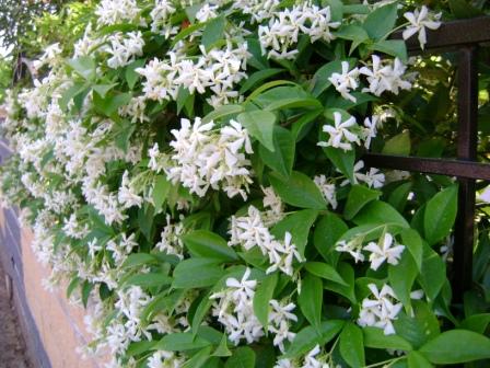 Fiori Piante e Giardini del Mondo: GELSOMINO: PIANTA ORNAMENTALE RAMPICANTE