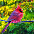 Colourful and small birds - Πολύχρωμα και μικρά πουλιά