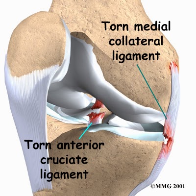 29+ Ligaments Of The Knee Images