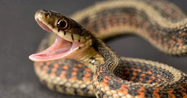 myths and facts about snakes Myths & facts of snakes in hindi : हमारे समाज में सांपो को लेकर कई तरह के अन्धविश्वास और भ्रम फैले हुए है। हमारा साहित्य, हमारी फिल्में और हमरी अंध. myths and facts about snakes Myths & facts of snakes in hindi : हमारे समाज में सांपो को लेकर कई तरह के अन्धविश्वास और भ्रम फैले हुए है। हमारा साहित्य, हमारी फिल्में और हमरी अंध.