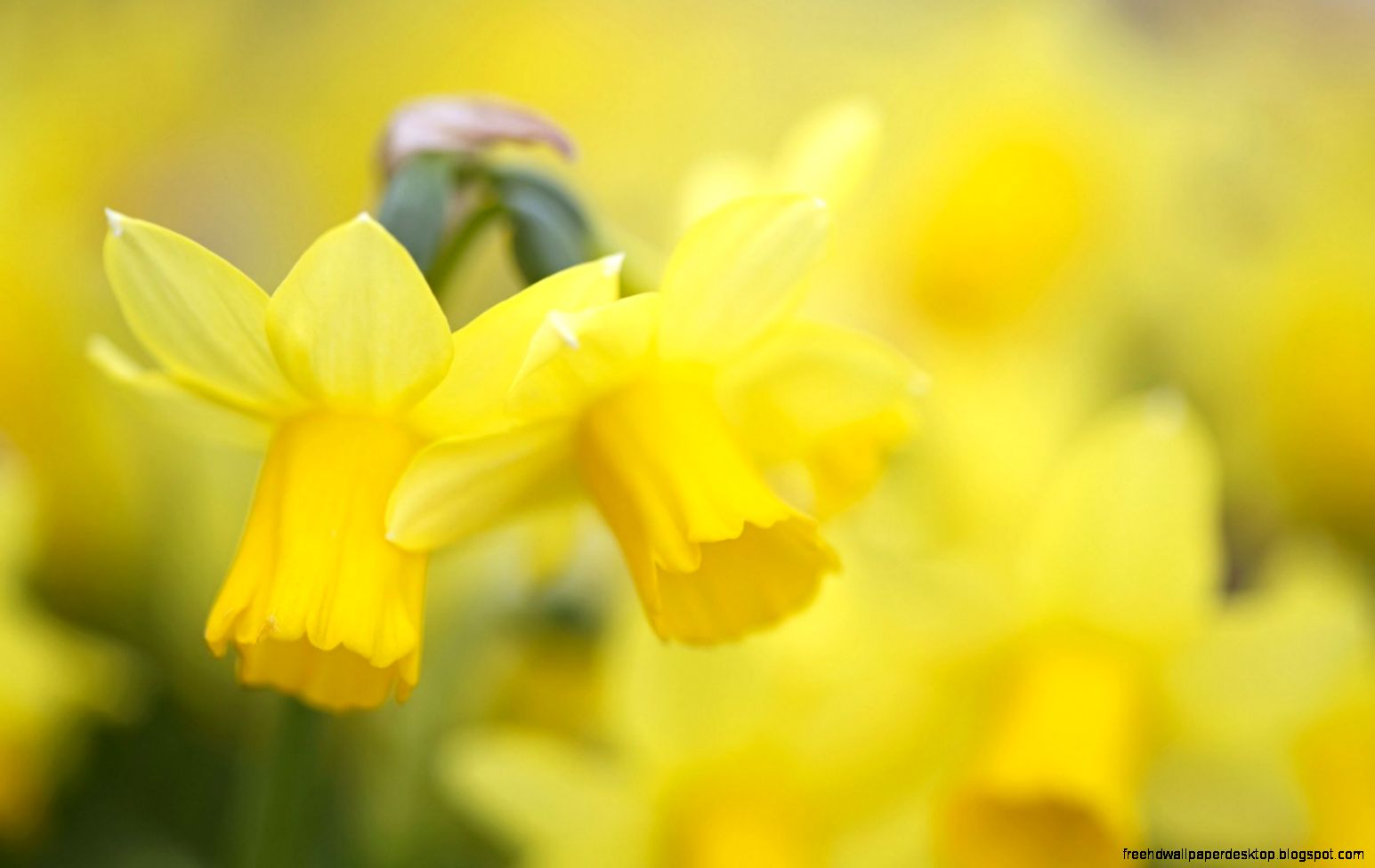 Yellow Daffodils Flowers Nature Bokeh HD Wallpaper OmWallpapers Yellow Daffodils Flowers Nature Bokeh HD Wallpaper OmWallpapers
