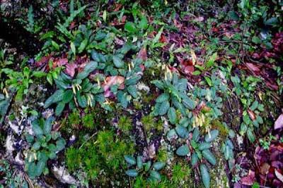 Species New To Science