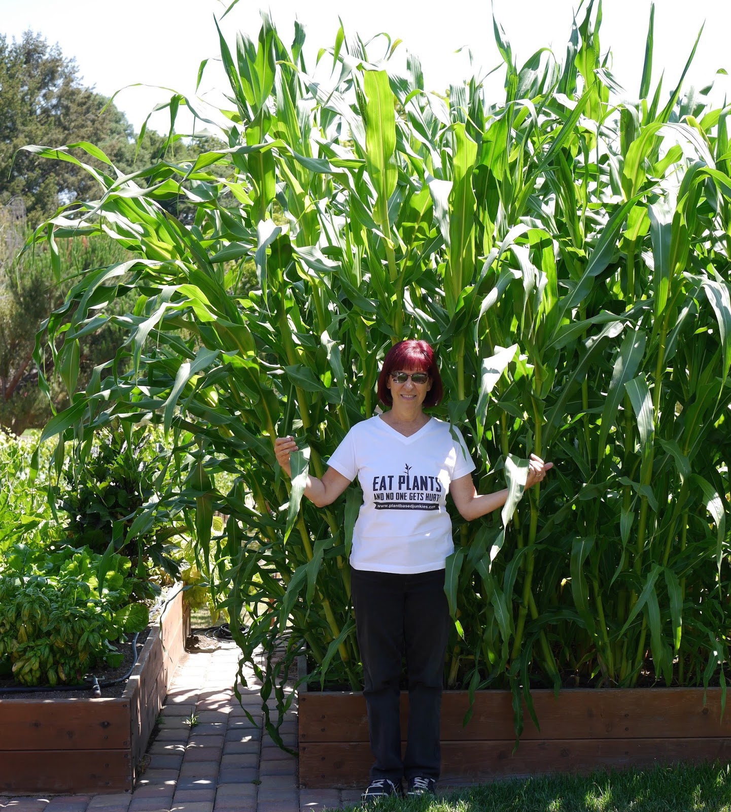 Foods For Long Life Freezing Summer Corn For Winter