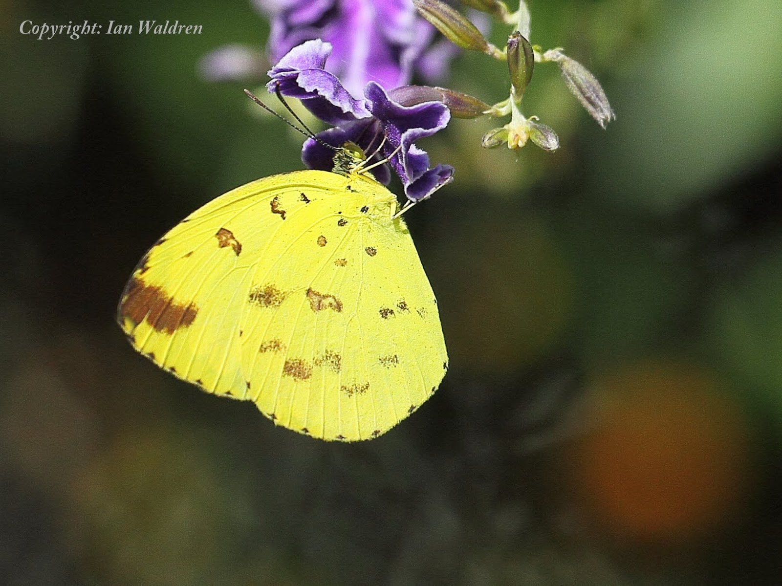 WILD TROPICAL QUEENSLAND Butterflies