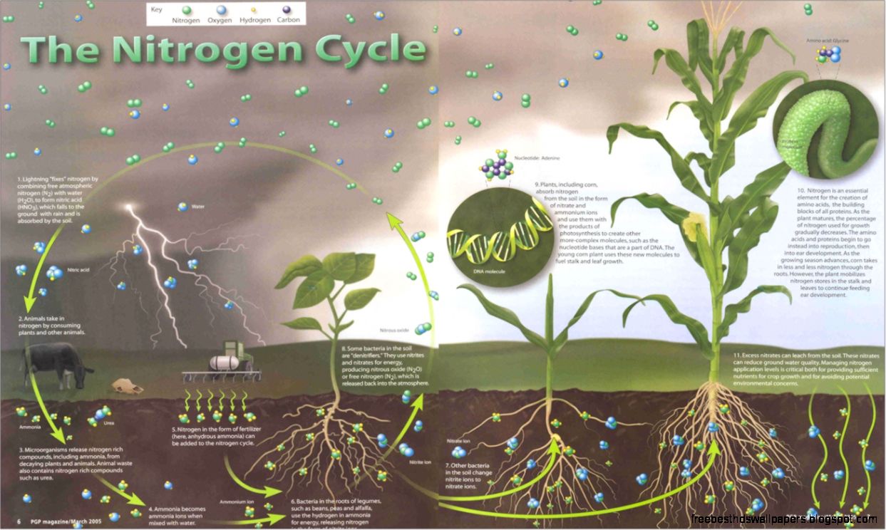 nitrogen cycle the high resolution 9 nz nitrogen cycle the high resolution 9 nz