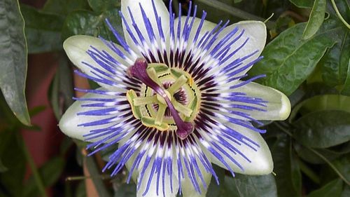 Troubles du sommeil  5 plantes efficaces pour dormir  Santé pratique