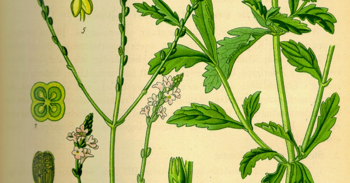 Shadows magick place Verbena, the Herb of Pure magick